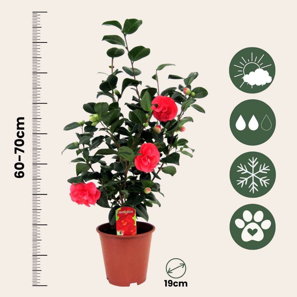 Camélia - Set de 4 - Camellia japonica 'Lady Campbell' - Hauteur 60-70cm - ⌀19cm - TD Plantz
