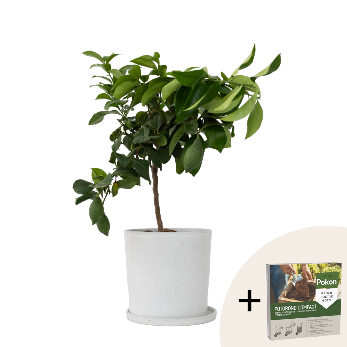 Lemon Tree - Citrus limon - Height 60-70cm - ⌀19cm