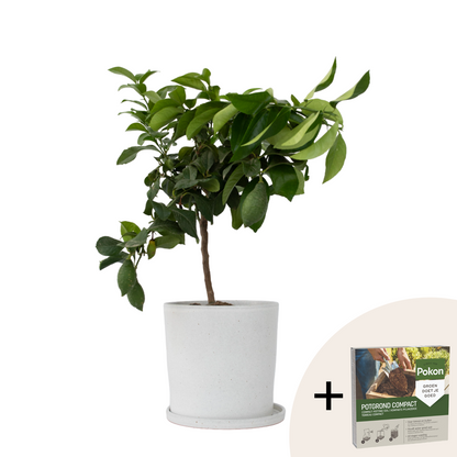 Lemon Tree - Citrus limon - Height 60-70cm - ⌀19cm