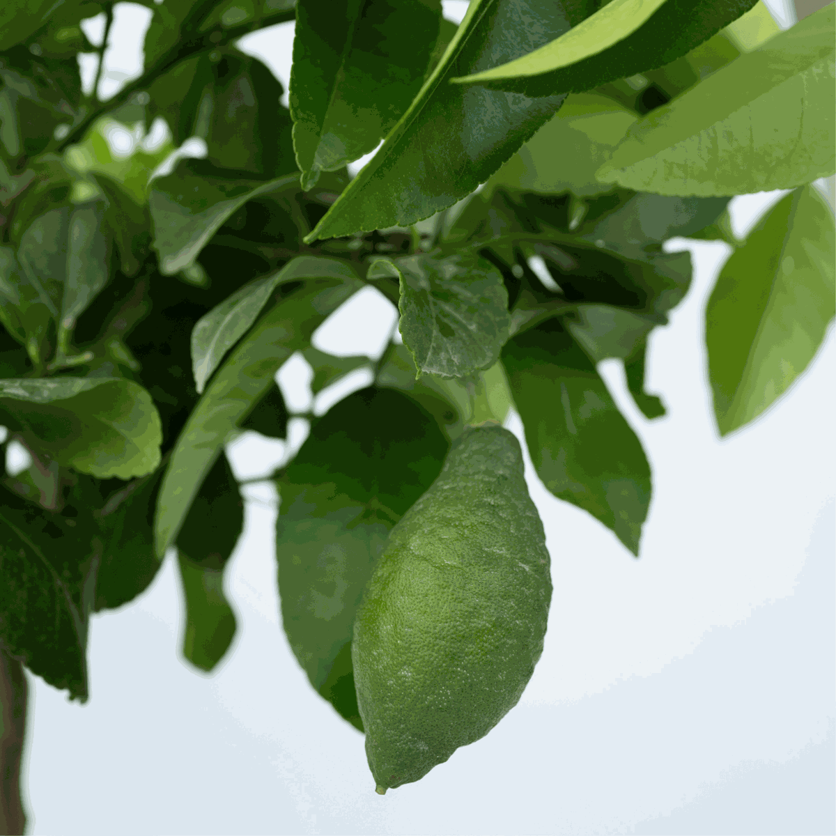 Lemon Tree - Citrus limon - Height 60-70cm - ⌀19cm