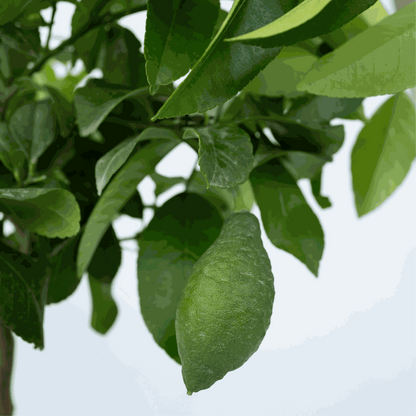 Lemon Tree - Citrus limon - Height 60-70cm - ⌀19cm