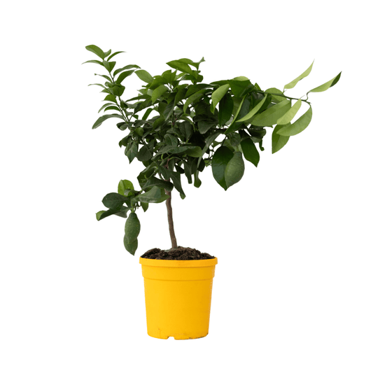 Lemon Tree - Citrus limon - Height 60-70cm - ⌀19cm