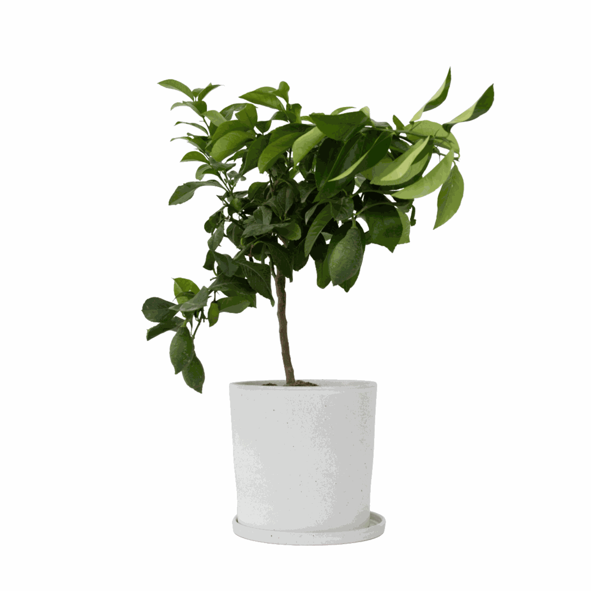 Lemon Tree - Citrus limon - Height 60-70cm - ⌀19cm