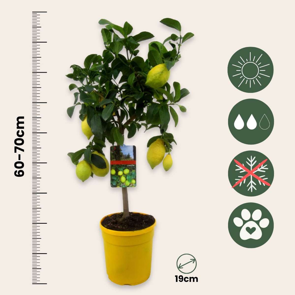 Lemon Tree - Citrus limon - Height 60-70cm - ⌀19cm