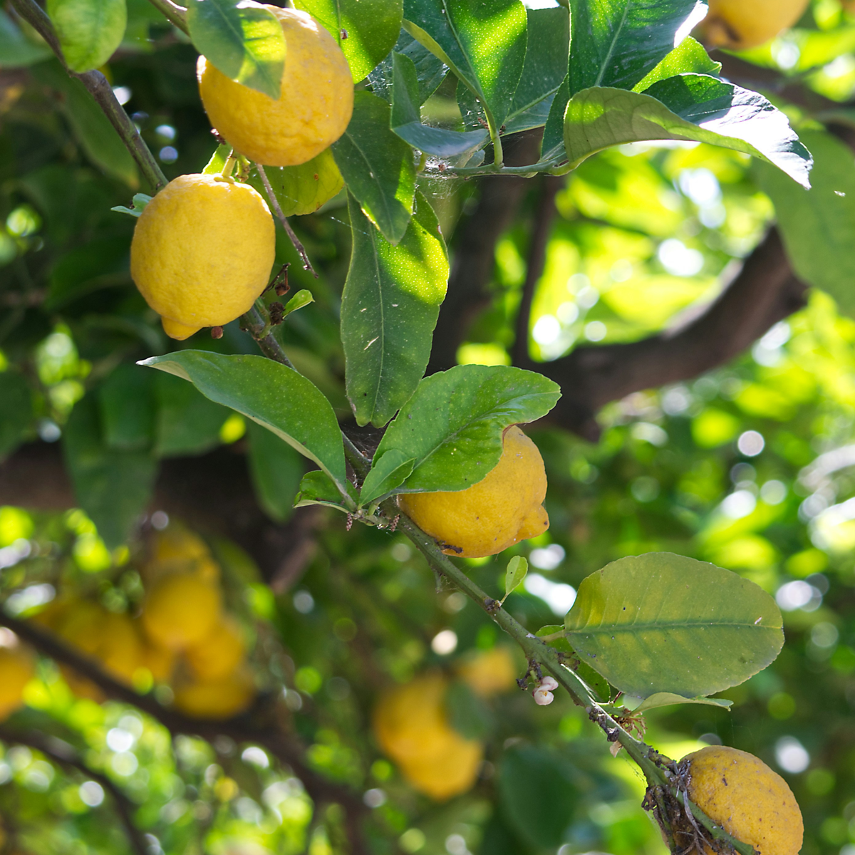 Lemon Tree - Citrus limon - Height 60-70cm - ⌀19cm
