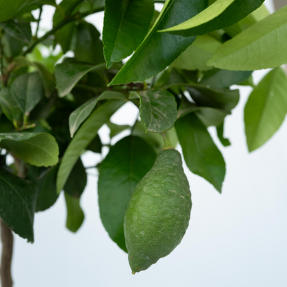 Lemon tree - 2 pcs. - Citrus limon - Height 60-70cm - ⌀19cm