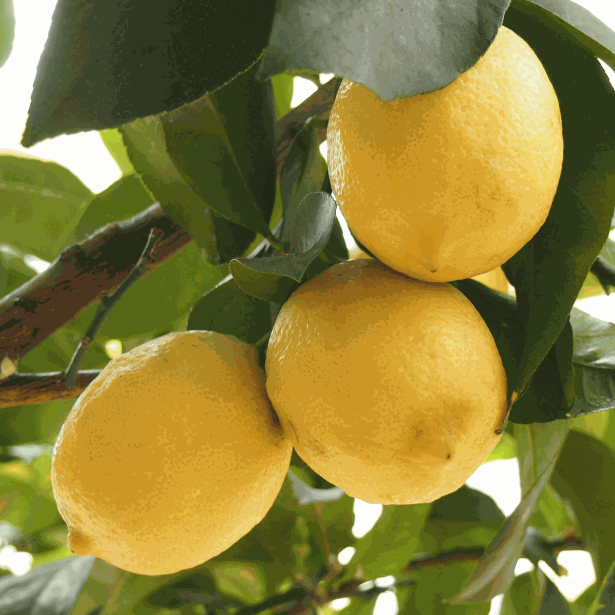 Lemon tree - 2 pcs. - Citrus limon - Height 60-70cm - ⌀19cm