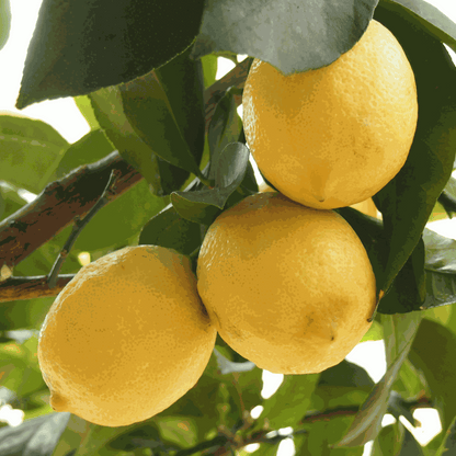Lemon tree - 2 pcs. - Citrus limon - Height 60-70cm - ⌀19cm