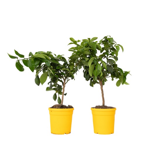 Lemon tree - 2 pcs. - Citrus limon - Height 60-70cm - ⌀19cm