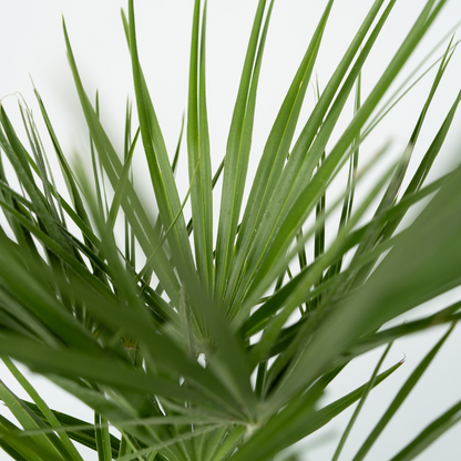Palmier nain - Chamaerops humilis - Hauteur 50-60cm - ⌀15cm