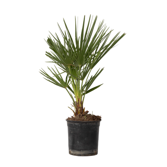 European fan palm - Chamaerops humilis - Height 50-60cm - ⌀15cm