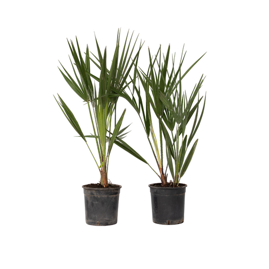 European fan palm - 2 pcs. - Chamaerops humilis - Height 50-60cm - ⌀15cm
