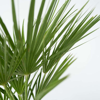 Palmier nain - Chamaerops humilis - Hauteur 70-80cm - ⌀21cm