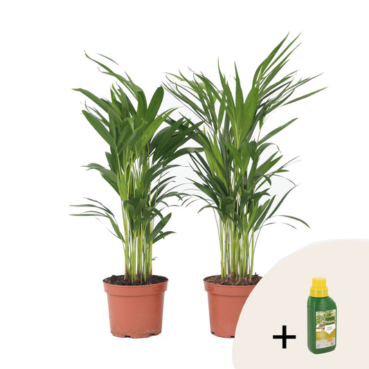 Areca palm 'Golden Cane' - 2 pcs. - Dypsis lutescens - Height 60-70cm - ⌀17cm