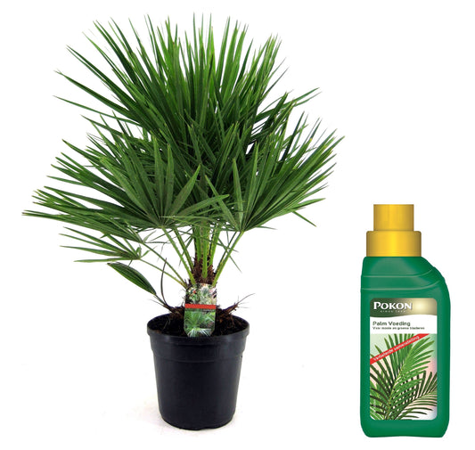 European fan palm - Chamaerops humilis - Height 70-80cm - ⌀21cm