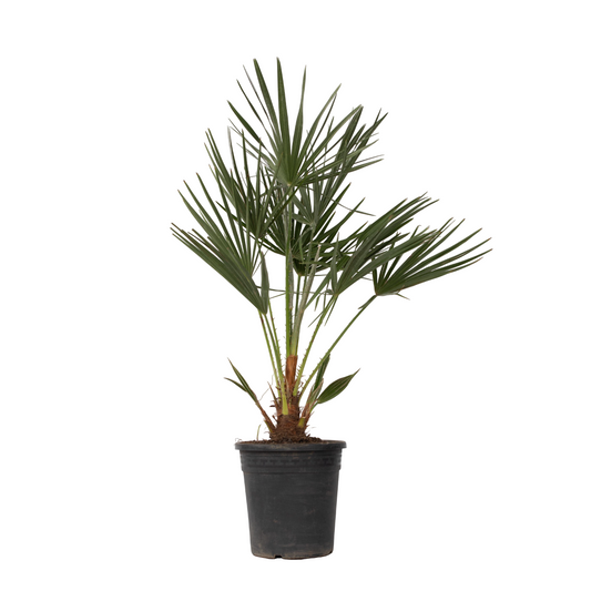 European fan palm - Chamaerops humilis - Height 70-80cm - ⌀21cm