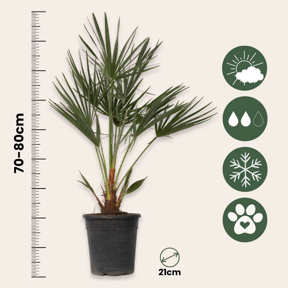 European fan palm - Chamaerops humilis - Height 70-80cm - ⌀21cm