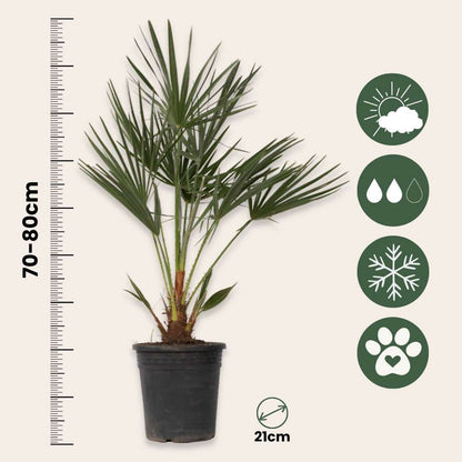 European fan palm - Chamaerops humilis - Height 70-80cm - ⌀21cm