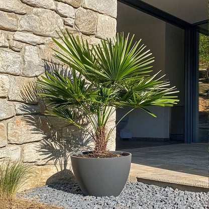 Palmier nain - Set de 2 - Chamaerops humilis - Hauteur 70-80cm - ⌀21cm