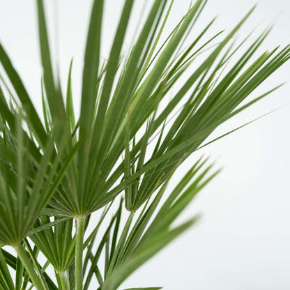 Palmier nain - Set de 2 - Chamaerops humilis - Hauteur 70-80cm - ⌀21cm