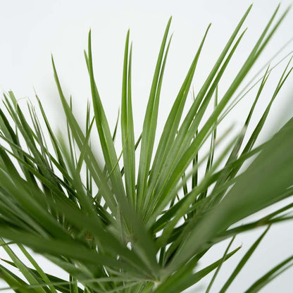 Palmier nain - Set de 2 - Chamaerops humilis - Hauteur 70-80cm - ⌀21cm
