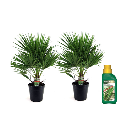 European fan palm - 2 pcs. - Chamaerops humilis - Height 70-80cm - ⌀21cm
