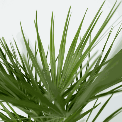 Palmier nain - Set de 2 - Chamaerops humilis - Hauteur 70-80cm - ⌀21cm