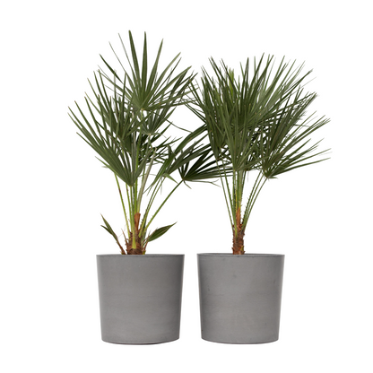 Palmier nain - Set de 2 - Chamaerops humilis - Hauteur 70-80cm - ⌀21cm