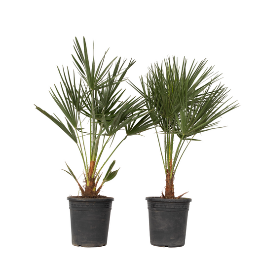 European fan palm - 2 pcs. - Chamaerops humilis - Height 70-80cm - ⌀21cm