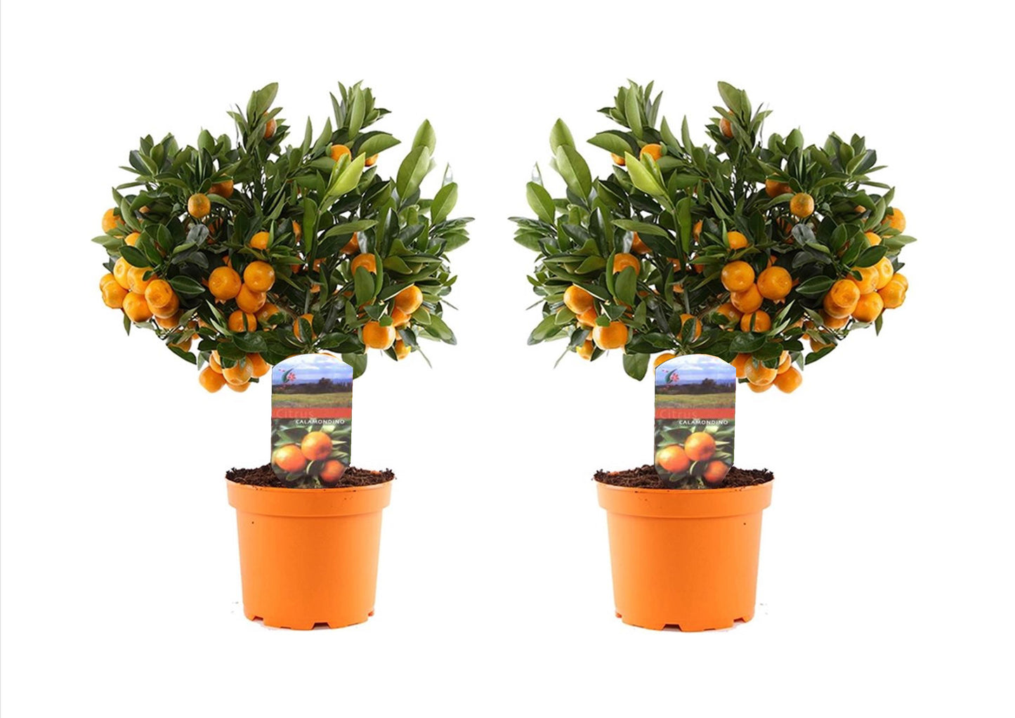 Citronnier - Set de 2 - Citrus microcarpa 'Calamondin' - Hauteur 35-40cm - ⌀14cm