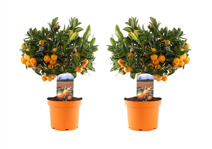 Citronnier - Set de 2 - Citrus microcarpa 'Calamondin' - Hauteur 35-40cm - ⌀14cm