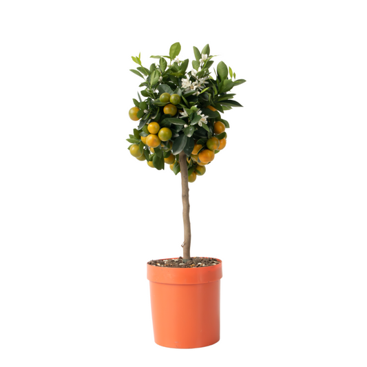 Kalamansi Lime - Citrus mitis 'Calamondin' - Height 55-65cm - ⌀19cm