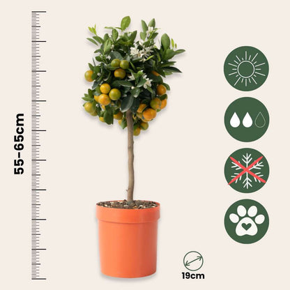 Citronnier - Citrus mitis 'Calamondin' - Hauteur 55-65cm - ⌀19cm