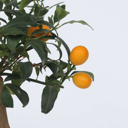 Citronnier - Citrus microcarpa fortunella 'Kumquat' - Hauteur 50-60cm - ⌀19cm