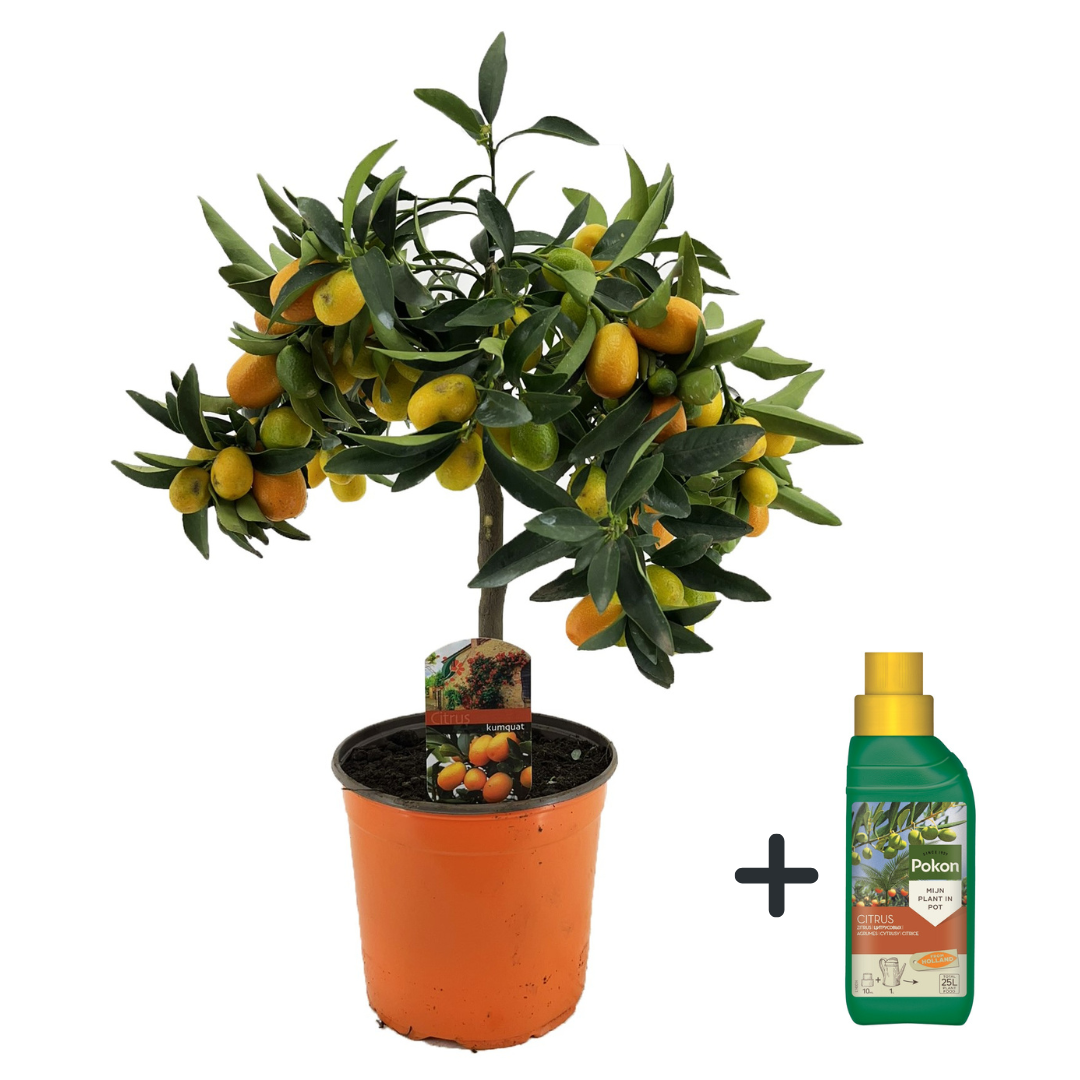 Citronnier - Citrus microcarpa fortunella 'Kumquat' - Hauteur 50-60cm - ⌀19cm