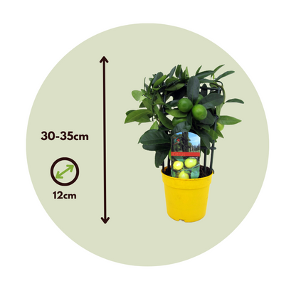 Lemon Tree - Citrus limon - Height 30-35cm - ⌀12cm