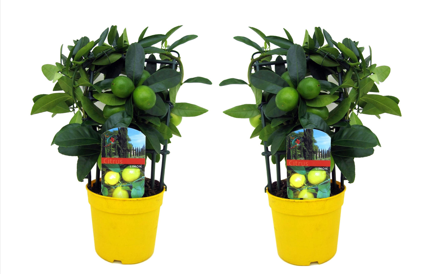Lemon Tree - 2 pcs. - Citrus limon - Height 30-35cm - ⌀12cm