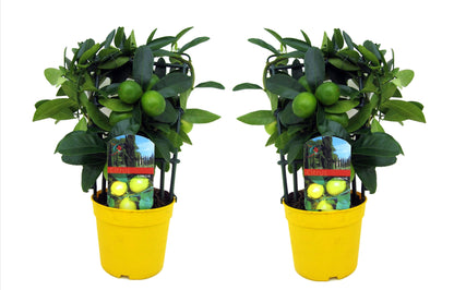 Lemon Tree - 2 pcs. - Citrus limon - Height 30-35cm - ⌀12cm