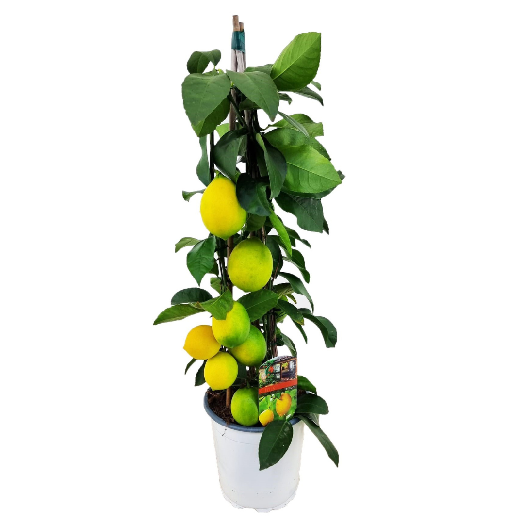 Lemon Tree - Citrus limon - Height 60-65cm - ⌀17cm