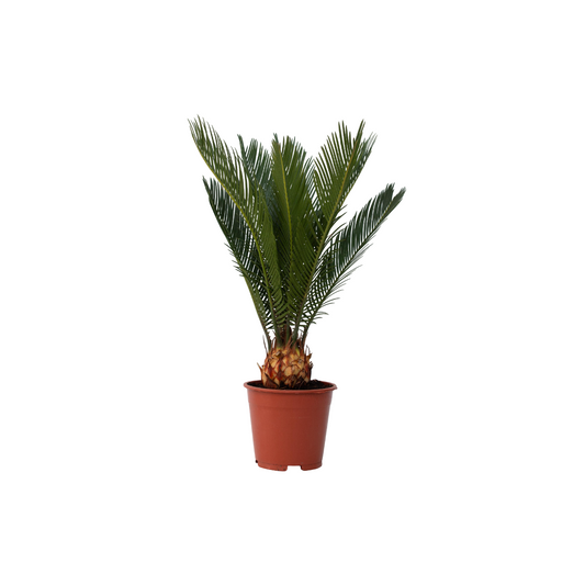 Sago palm - Cycas revoluta - Height 45-60cm - ⌀15cm