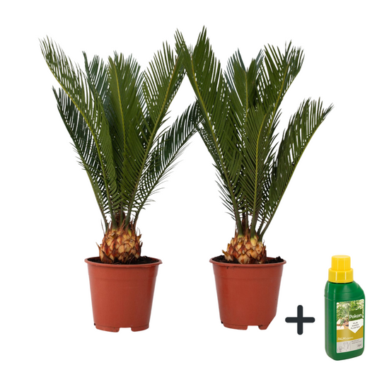 Sago palm - 2 pcs. - Cycas revoluta - Height 45-60cm - ⌀15cm