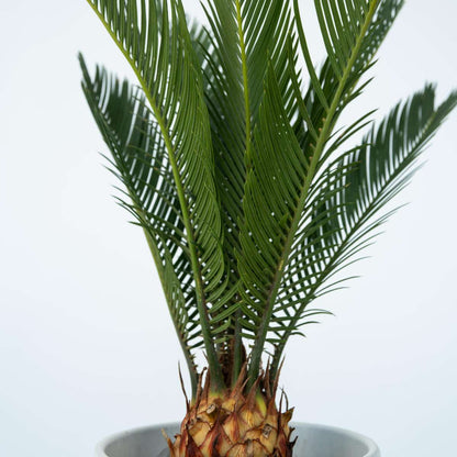 Sago palm - 2 pcs. - Cycas revoluta - Height 45-60cm - ⌀15cm