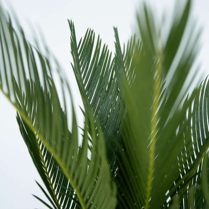 Sago palm - 2 pcs. - Cycas revoluta - Height 45-60cm - ⌀15cm