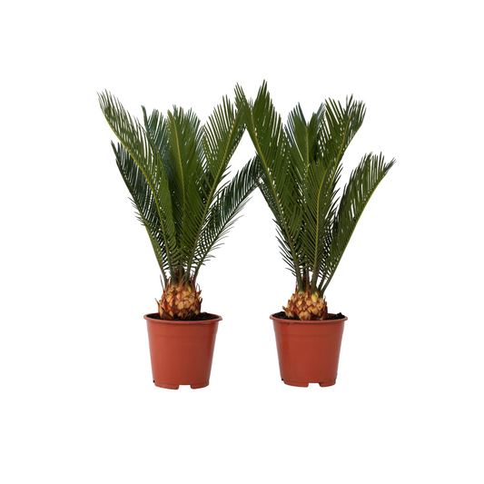 Sago palm - 2 pcs. - Cycas revoluta - Height 45-60cm - ⌀15cm
