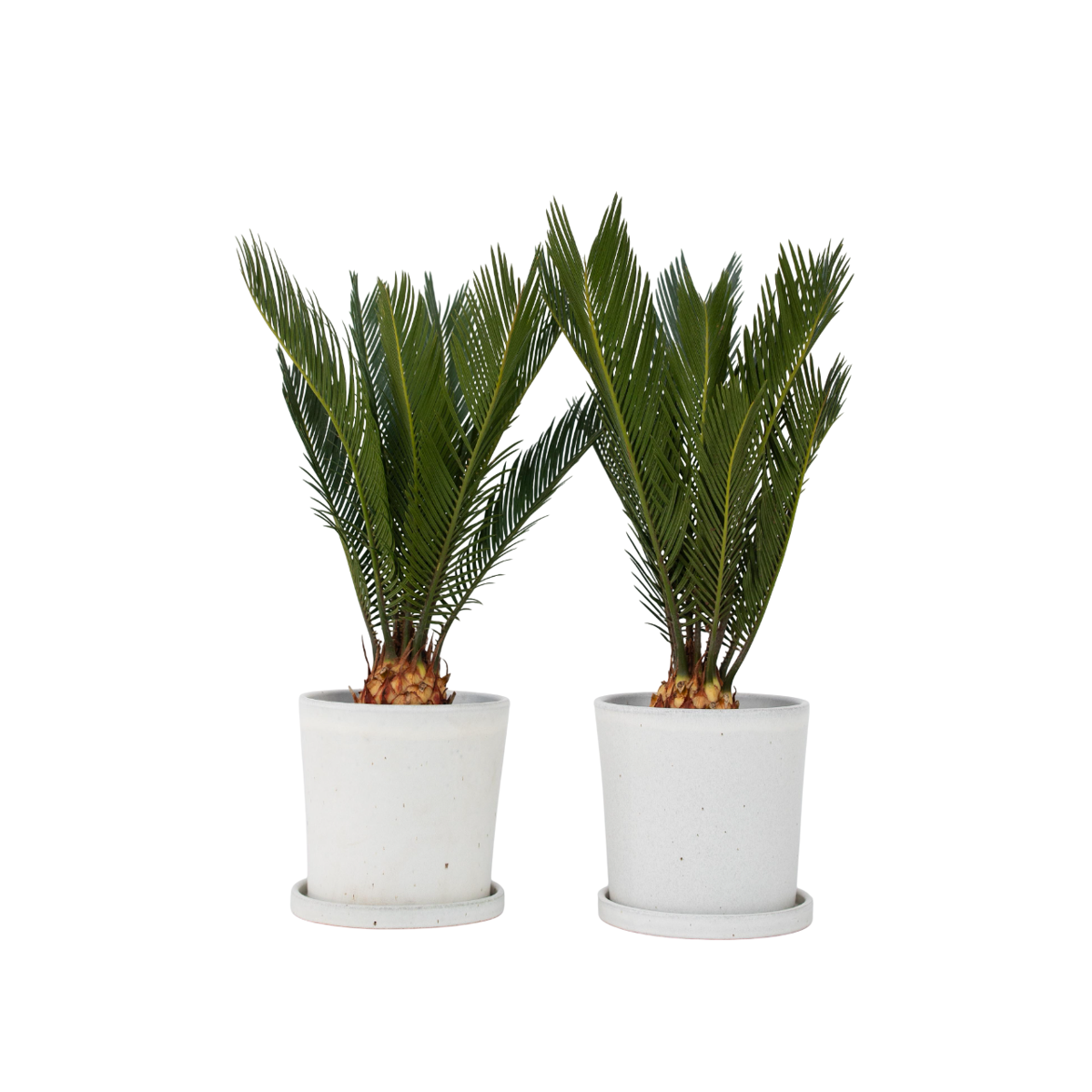 Sago palm - 2 pcs. - Cycas revoluta - Height 45-60cm - ⌀15cm