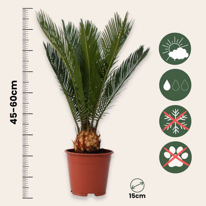 Sago palm - 2 pcs. - Cycas revoluta - Height 45-60cm - ⌀15cm