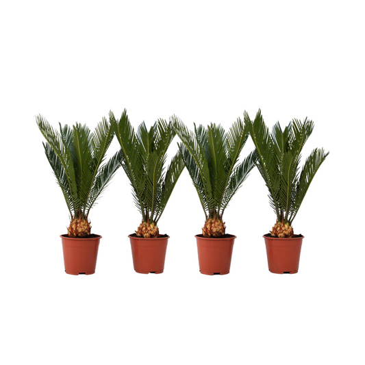Sago palm - 4 pcs. - Cycas revoluta - Height 45-60cm - ⌀15cm