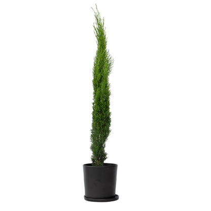 Cyprès toujours vert - Cupressus sempervirens - Hauteur 70-80cm - ⌀19cm