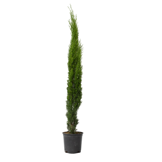 Italian Cypress - Cupressus sempervirens - Height 70-80cm - ⌀19cm