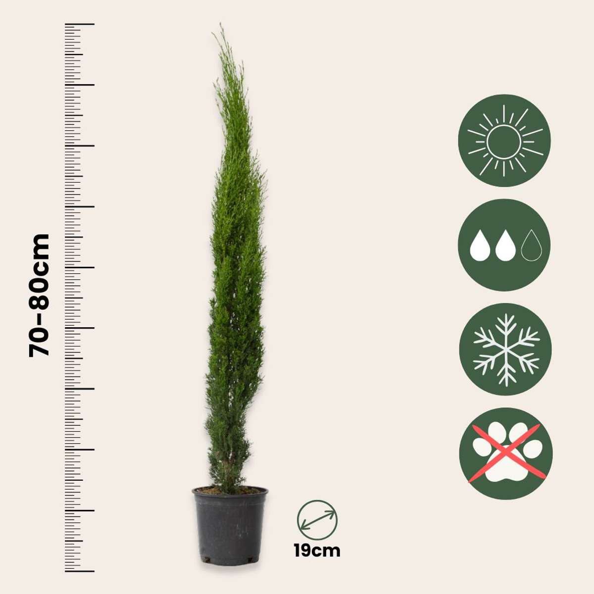 Cyprès toujours vert - Cupressus sempervirens - Hauteur 70-80cm - ⌀19cm